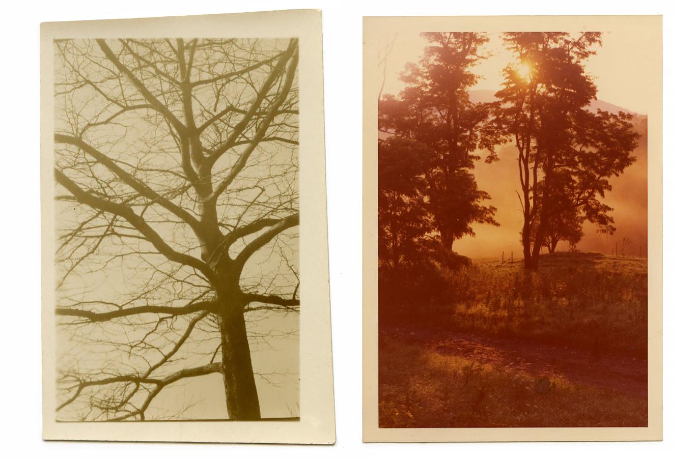 Two vintage photographs of trees, side-by-side. The tree on the left is sepia-toned, and the photograph on the right has an orange hue.